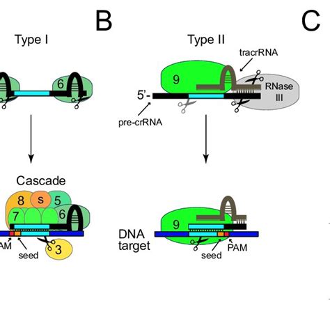 Crispr Cas Adaptive Immunity The Three Stages Of Crispr Cas System Download Scientific Diagram