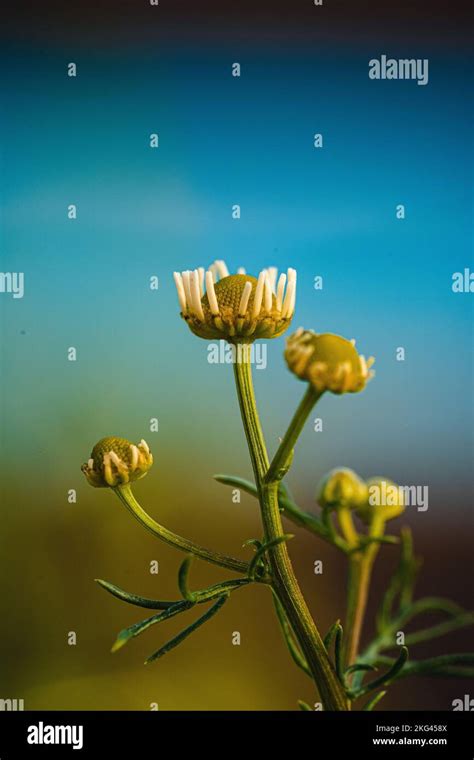 A Vertical Macro Of Common Daisies Bellis Perennis On Them On A