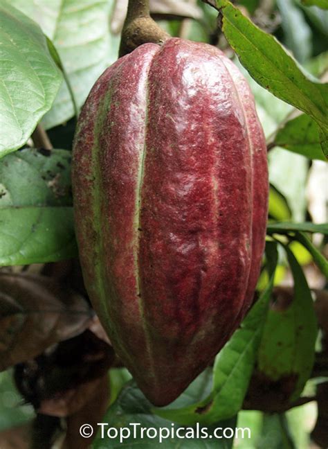 Theobroma Cacao Chocolate Tree Cacao Cocoa Tree