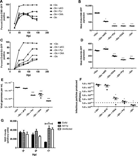 EnAd Infection Relies On Reductive Carboxylation And Not Upon Oxidative