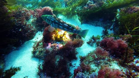 La Jolla Cove Scuba Dive Youtube