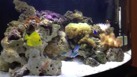 Gallons Saltwater Aquarium Youtube