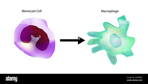 Macrophage Hi Res Stock Photography And Images Alamy