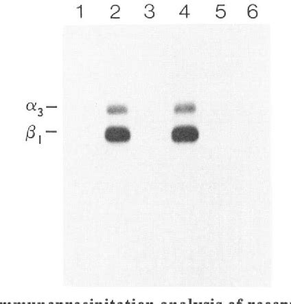 PDF Subunit Structure Of A Laminin Binding Integrin And Localization