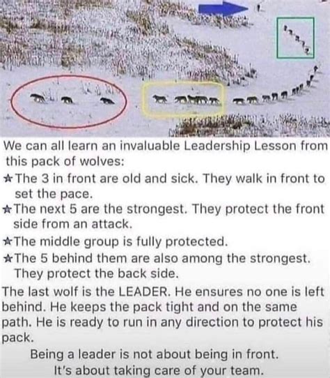 Learning leadership from a wolf pack : r/im14andthisisdeep