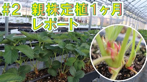 【いちご親株栽培管理】 ＃2 親株定植1ヶ月、管理のポイント Youtube