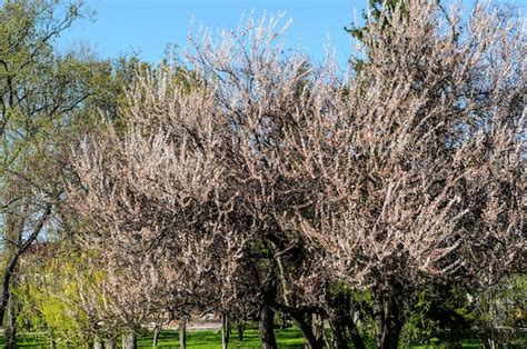 Premium Photo Blossoming Apricot Tree On Spring