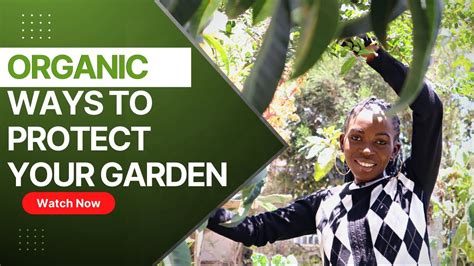 Organic Ways To Protect Your Garden Youtube