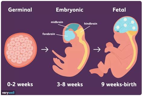 The Prenatal Development Three Stages Ivy Shark