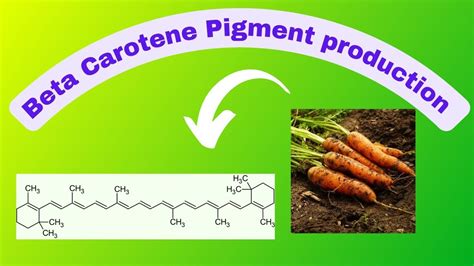 Beta Caroteneindustrial Production Of Beta Carotenestructure