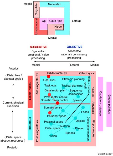 Functional Organisation Of Cortical Sheet Schematic Showing Functional