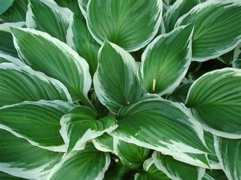 Come Coltivare E Curare La Hosta Pianta Dalle Foglie Spettacolari