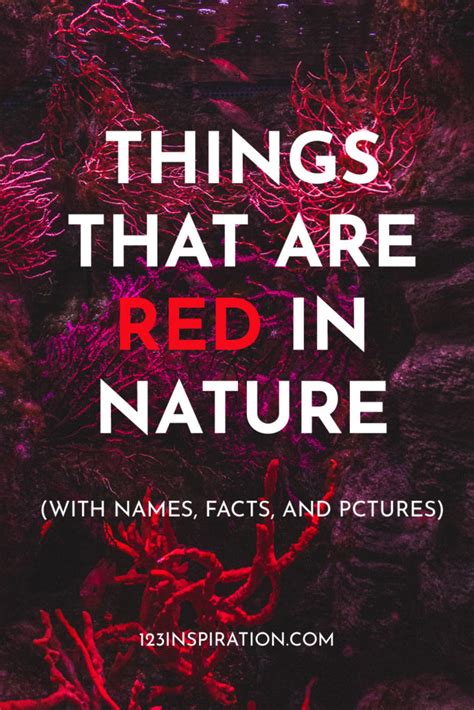 Nature's Reds In 2024: 45 Things Explored With Facts & Pictures - 123 ...