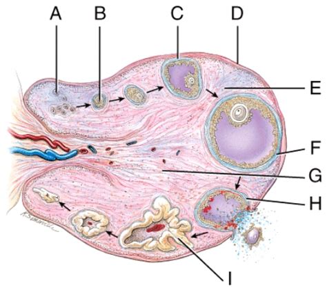 Where In The Figure Is The Mature Ovarian Follicle Biology