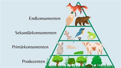 Nahrungskette Wald Berblick Der Kategorien Einfach Erkl Rt