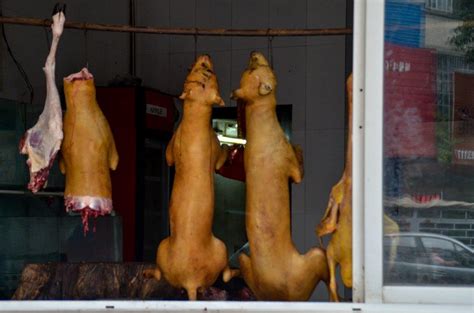 Traveling To The Yulin Dog Meat And Lychee Fesival Travel Tips