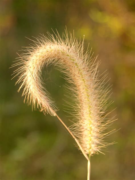 Fotos gratis naturaleza césped al aire libre rama ligero Bokeh