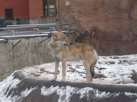 Eurasian Wolf Zoochat