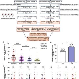 Establishment Of Pdx Models From Patients With Crlm A A Flow Diagram