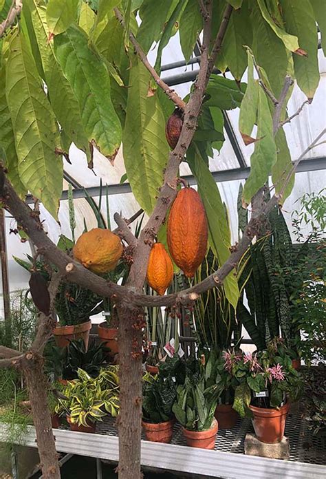 Theobroma Cacao Crop Plants Featured Plants Biology Building