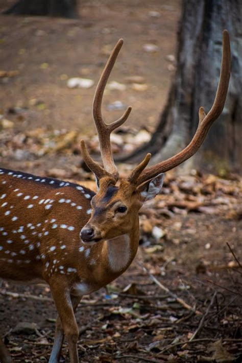 A Deer with White Spots on Brown Field · Free Stock Photo