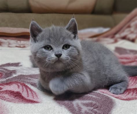 Шотландские котята