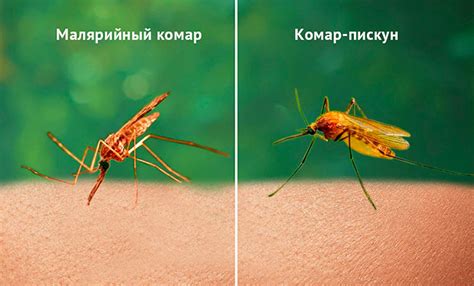 Малярийные комары: как выглядит, как избавится, что будет если укусит
