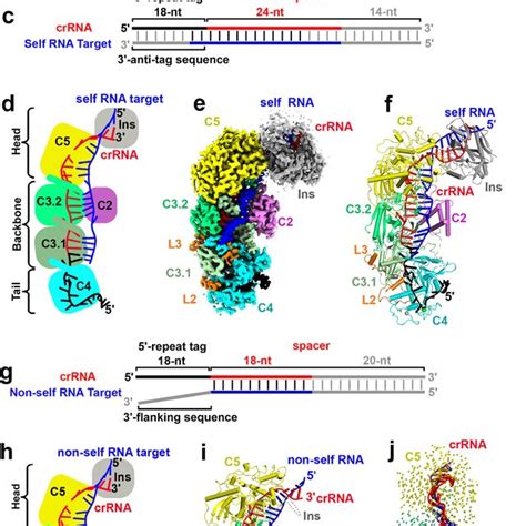 Cryo Em Structure Of Grampcrrna Tpr Chat Bound To Self Rna Target A