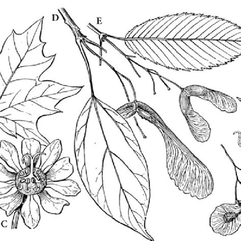 Sapindaceae A C Acer Platanoides A Leaf B Male Flower C Female Download Scientific Diagram