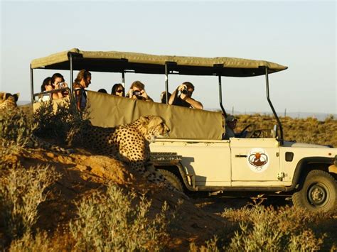 Big 5 Safari Day Tour From Cape Town