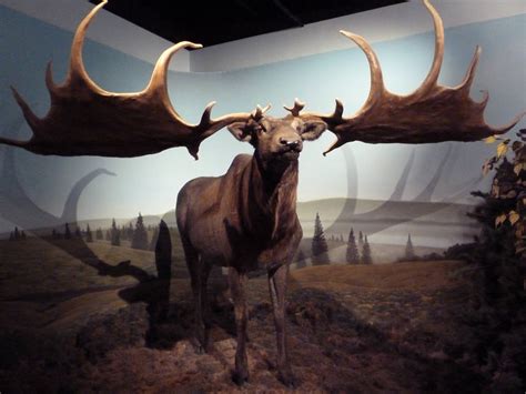 Prehistoric Mammals - Giant Deer - ZooChat