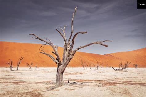 Namib Desert Trees Dead Vlei Mlenny Photography Travel Nature People And Ai