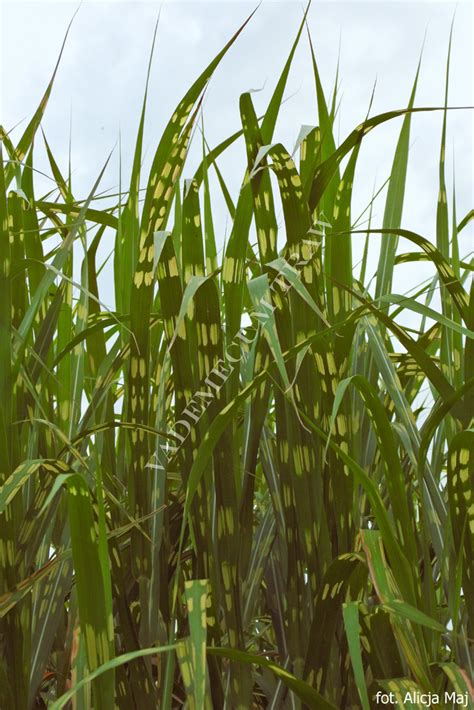 Miscanthus Giganteus Alligator Lottum Pbr Miskant Olbrzymi