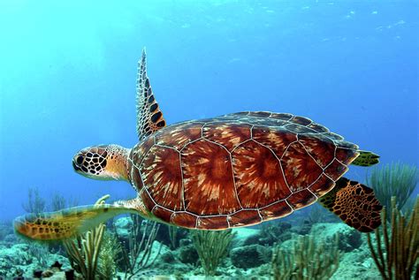 Caribbean Green Turtle By Armando F Jenik