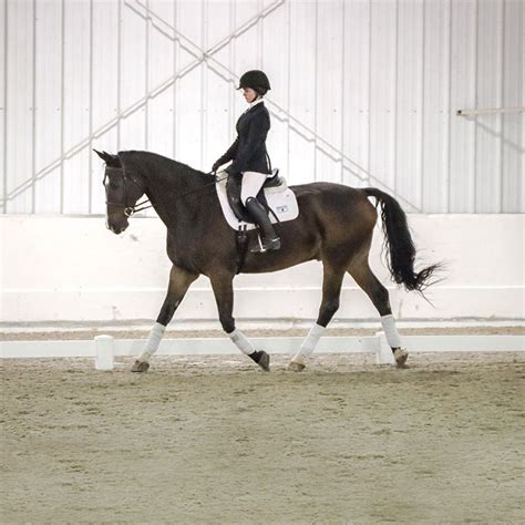 The Mission Of The Intercollegiate Dressage Association Ida Is To