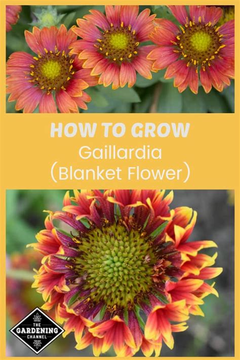 How To Grow Gaillardia Blanket Flower Gardening Channel