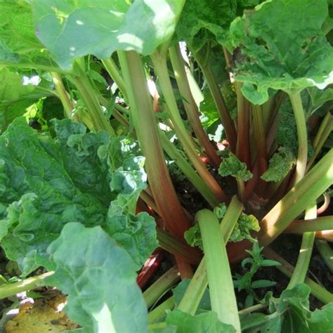 Rhubarb Victoria Rhubarb Rhubarb Premier Seeds Direct Ltd