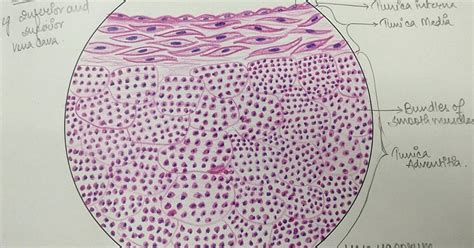 Illustrations Large Vein General Histology