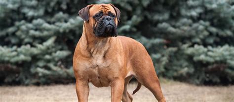 Bullmastiff Puppies For Sale Greenfield Puppies