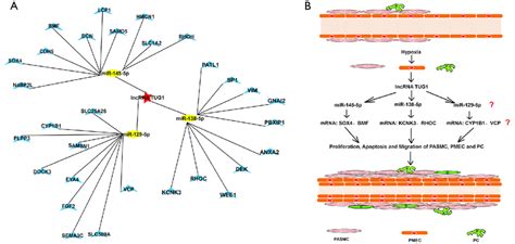 Predicted Lncrna Mirna Mrna Relationships A Blue Represent Mrnas