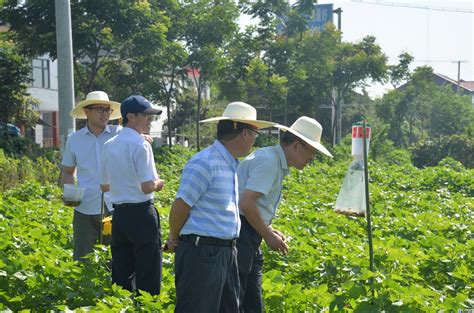 “长江流域棉区棉花化肥农药减施技术研究与示范”现场观摩会举行 长江大学新闻网