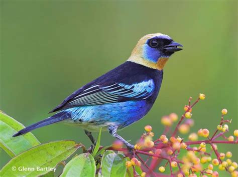 Golden Hooded Tanager Tangara Larvata This Colorful Medium Sized