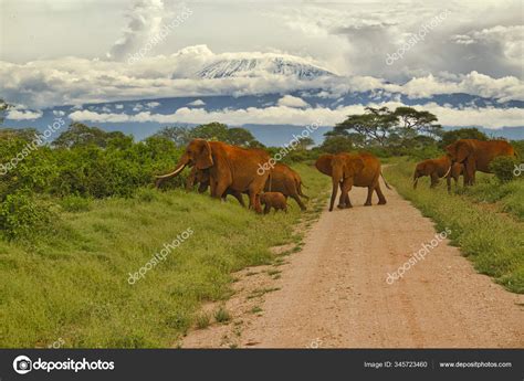 Elephants Mount Kilimanjaro Amboseli National Park — Stock Photo