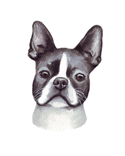 Dog Breed Boston Terrier Cute Funny Cartoon Domestic Pet Character