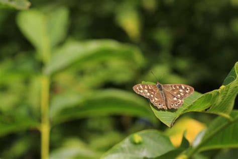 Free Images Nature Wing Leaf Flower Green Insect Botany Moth