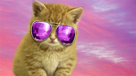 Cool Cat Wallpapers 71 Images