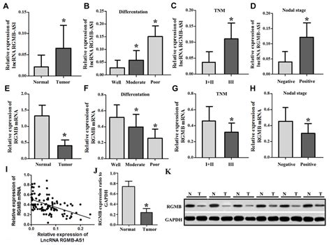 Expression Of LncRNA RGMB AS1 And RGMB In Lung Adenocarcinoma Tissues