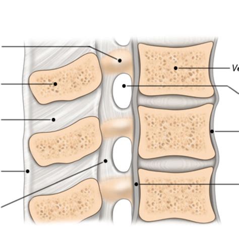 Ligaments And The Vertebral Column Diagram Quizlet