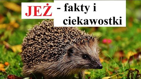 JeŻ Fakty I Ciekawostki Youtube