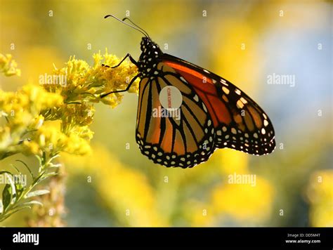 Closeup Of Monarch Butterfly Danaus Plexippus With Tag To Track